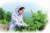 九游会J9,油茶莳植生产加工销售,植物油莳植生产加工销售