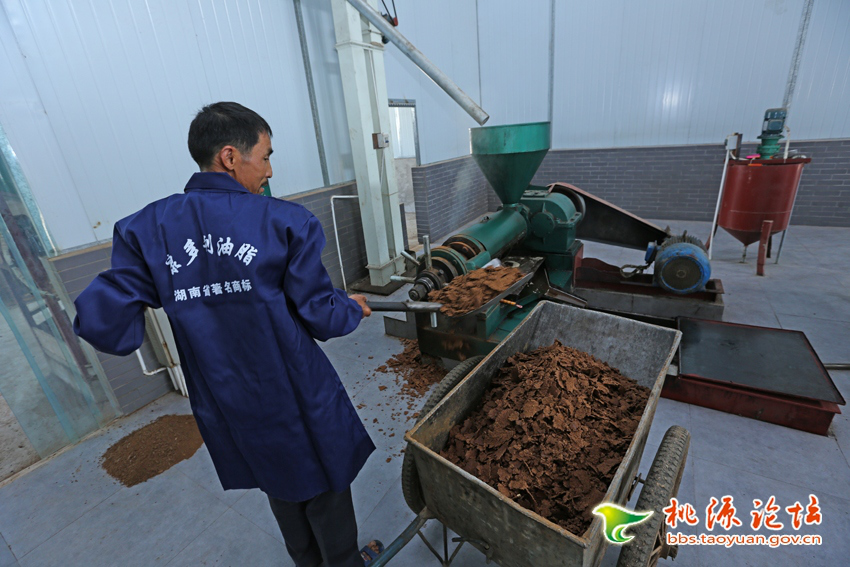 九游会J9,油茶莳植生产加工销售,植物油莳植生产加工销售